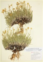 藏品(石竹葉單冠菊)的圖片